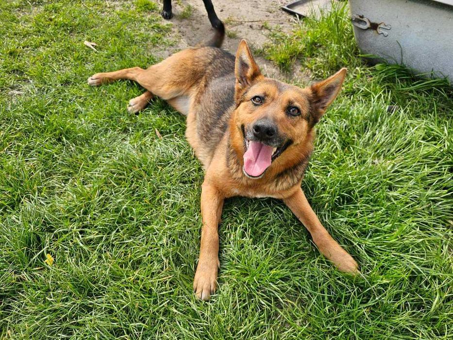 Sunia Mucha do adopcji