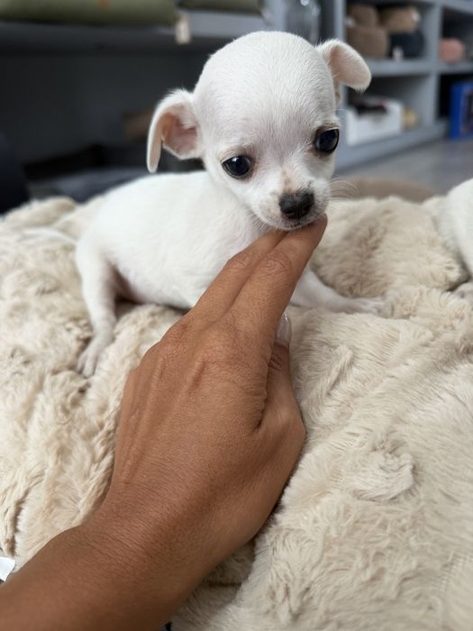 Chihuahua menina linda