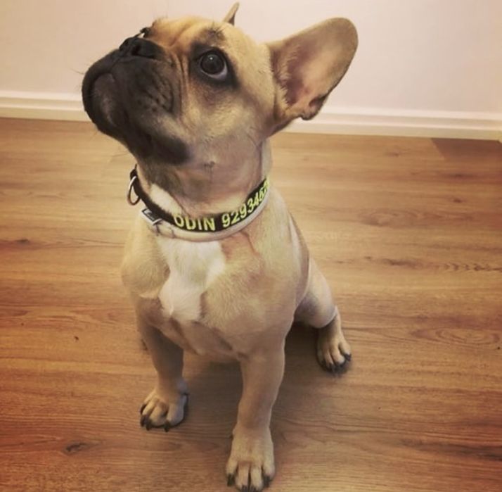 Coleiras Personalizada feita à mão