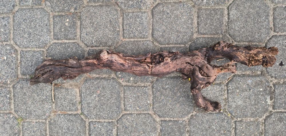 Pnie winorośli pochodzące z winnicy