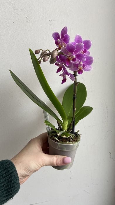 Орхідея міні-7 горщик-350 грн