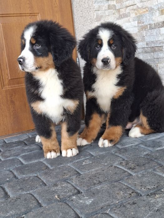 Berneński pies pasterski