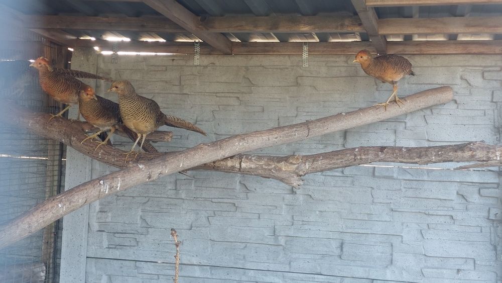 Sprzedam Bazanty zlote