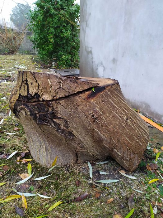 Pieńki orzecha 40 lat na sztuki