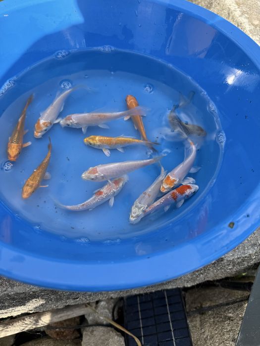 Carpas koi 9/11 cm