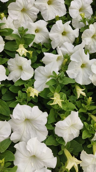 Петунія квіти,розсада