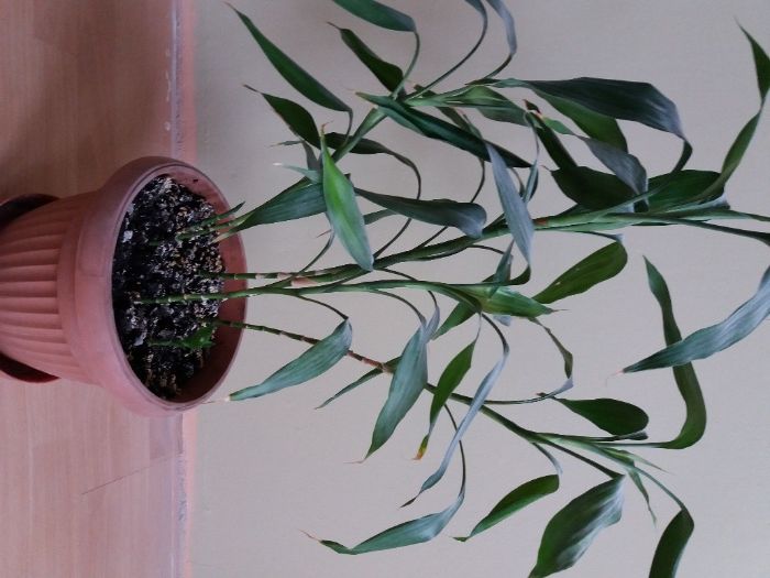 Lucky bamboo szczliwy bambus Dracena Sandera Chemek  OLX.pl