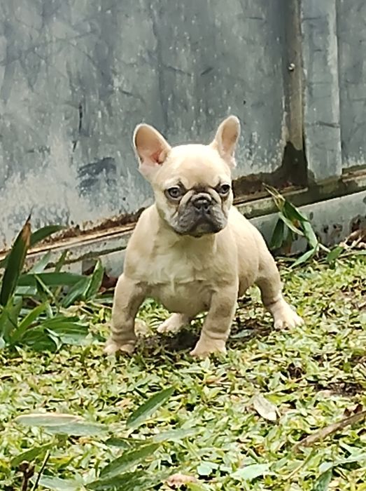 Bulldog Francês Lilac Fawn