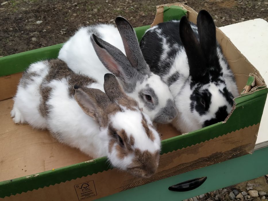 Witam sprzedam samce mające około roku