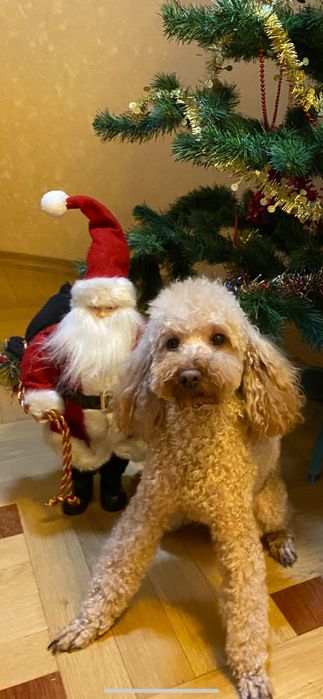 Вʼязка той пуделя, Тернопіль