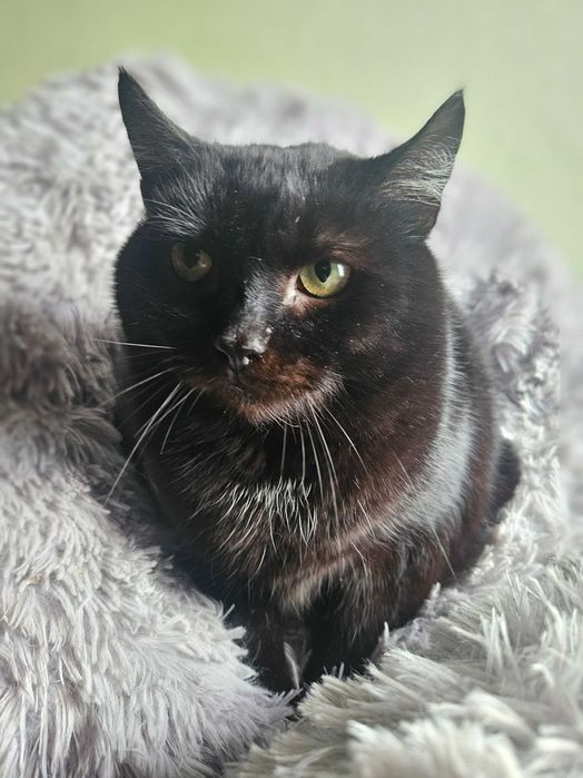 Słowik, Milusiński, 3 letni