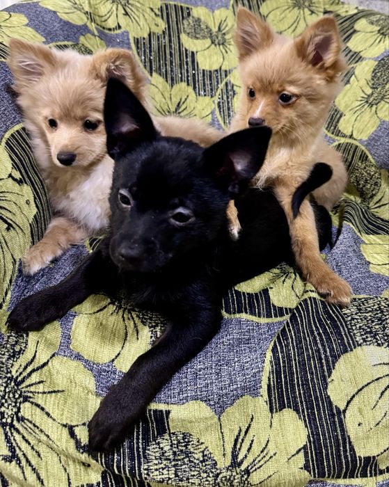 Пропонується 3 хлопчики.