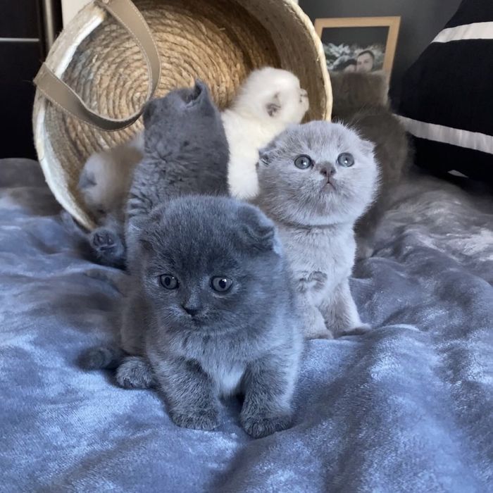 Найкраще кошеня чекає на нову маиу