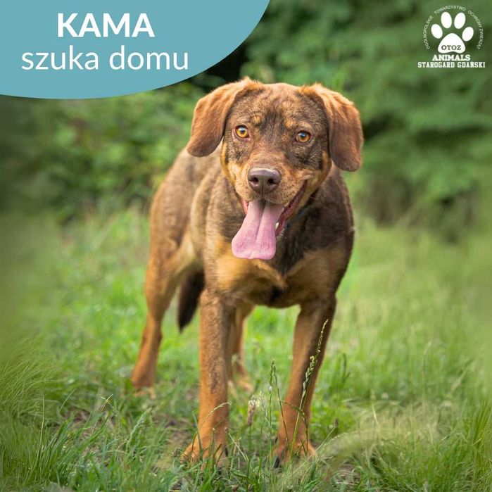 Piękna Kama szuka domu!