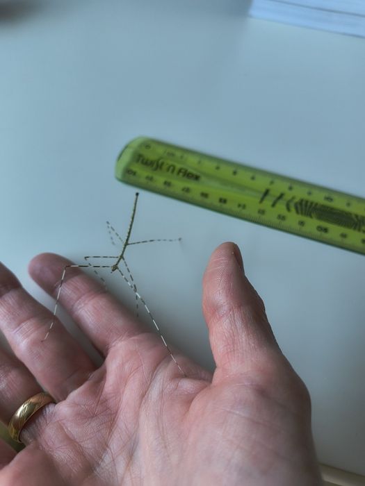 Patyczak pieprz i sól