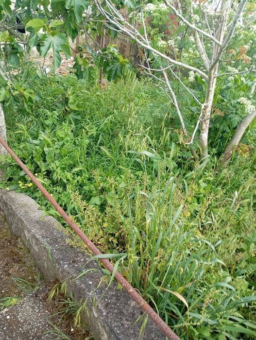 Limpeza de terrenos orçamentos grátis