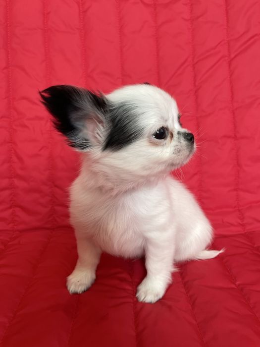 ХлопЧишечки довгошерстні