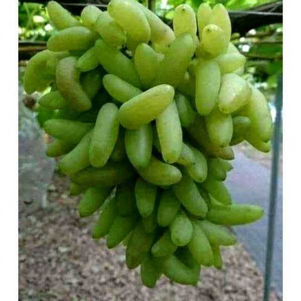 Виноград бананчик розовый описание сорта фото отзывы Виноград бананчик розовый описание сорта фото отзывы