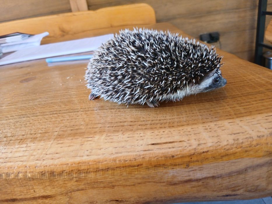 Jeż pigmejski samiec,samica 8 tyg.,odrobaczone, oswojone,ks zdrowia