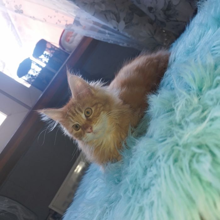 Kocurek Maine Coon