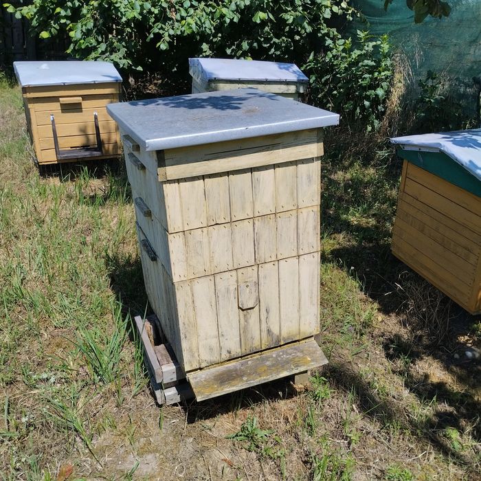 Rodziny pszczele ul dadant rodzina z ulem