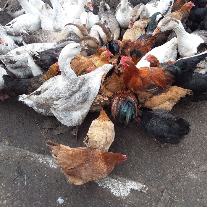 Продам инкубационное домашнее куриное яйцо