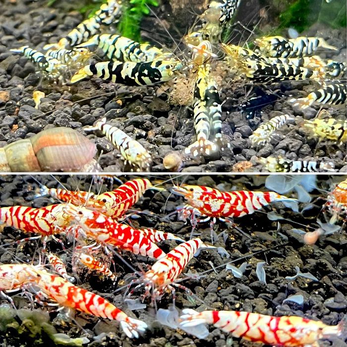 Krewetki Zestaw Red Fancy + Black Fancy 10+10