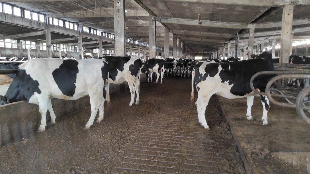 Jałówki cielne pierwiastki  krowy HFHO Import