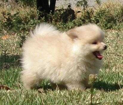 Spitz Anão / Lulu da Pomerânia