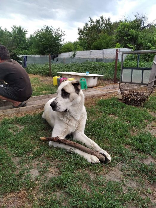 Предлагаем вязку.Кобель Боря.