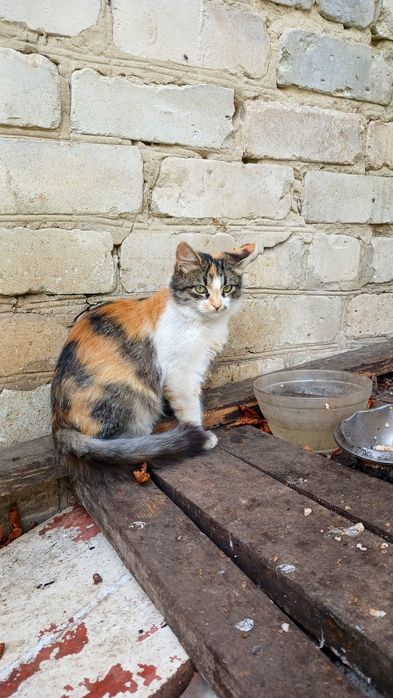 Пушистая трёхцветная котёнок девочка щет дом! котята в хорошие руки
