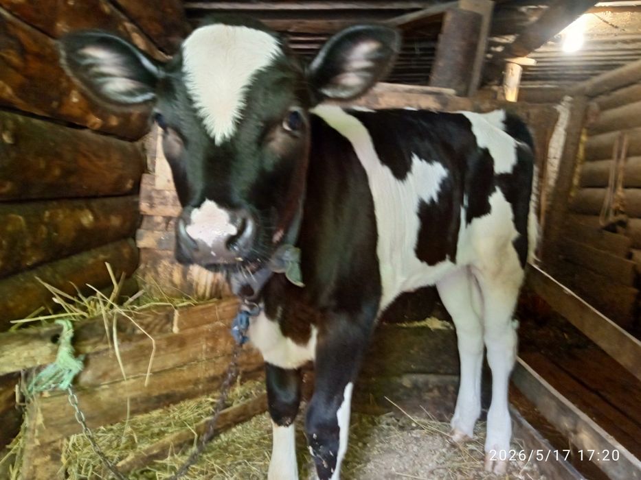 Продам добру 3 місячну теличку