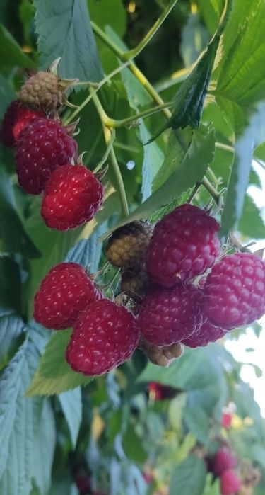 Glen Ample - dobrze rozwinięty system korzeniowy