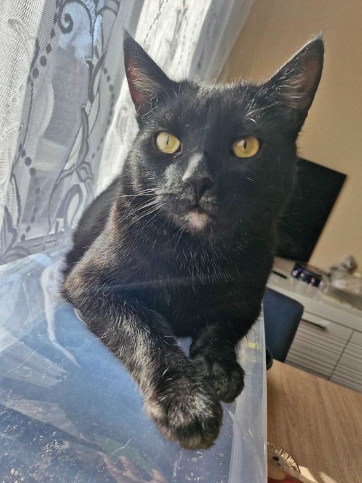 Przepiękny i mądry kot do adopcji