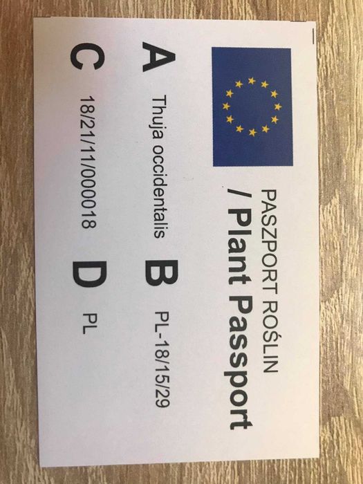 tuja szmaragd piękna,doniczkaC2 80cm jakość premium JESIENNA PROMOCJA!