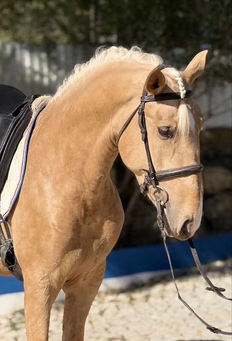 Belíssimo Poldro Palomino PSL