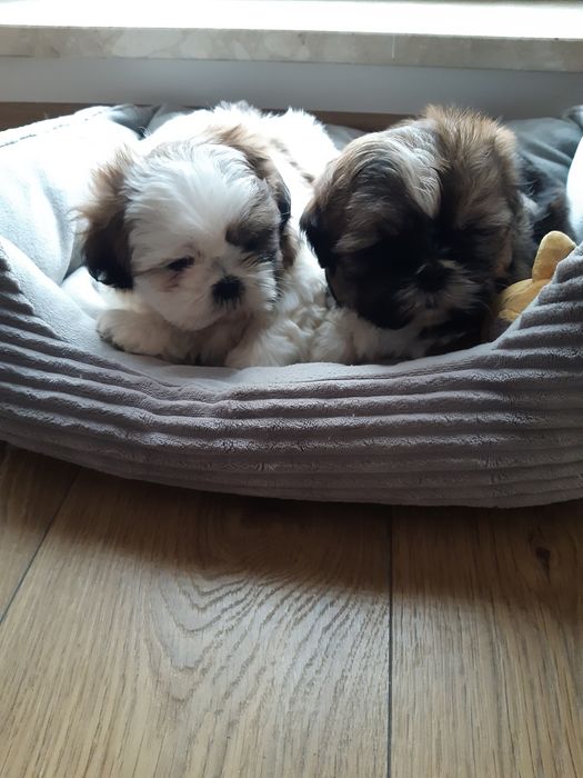 Shih tzu prześliczny chłopczyk