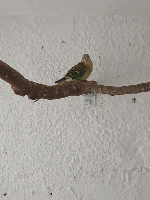 Kakarikis/Red Rumped/Agapone á venda