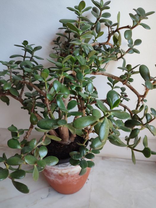 Planta de jade, planta da sorte