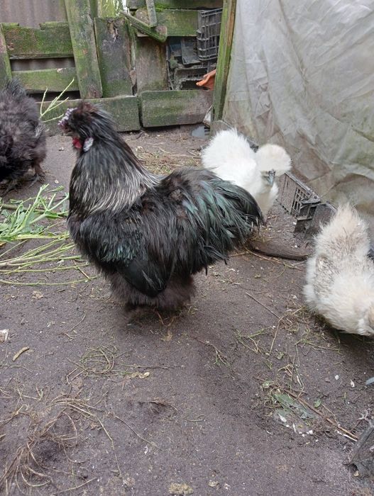 Vendo sedosos macho e panduanas camursa macho