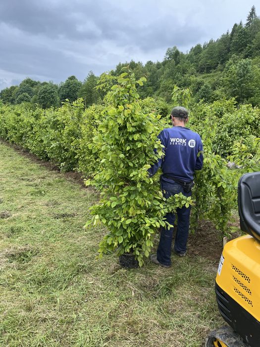 Grab na żywoplot promocja!!!