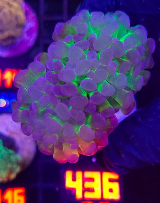 Euphyllia paraancora Purple Hologram 2h (436) [Koralowiec]