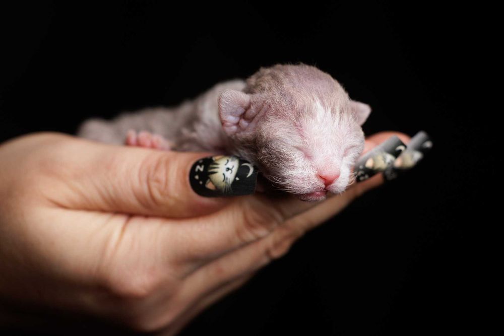 Devon Rex* Kocurek liliowy bicolor pręgowany