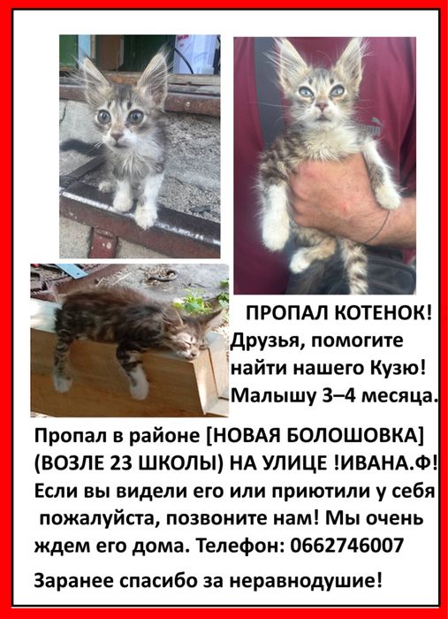 ПРОПАЛ котик Кузя новая болошовка