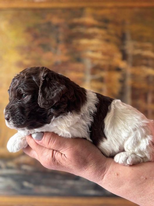 Lagotto Romagnolo ZKwP FCI. Biało brązowy