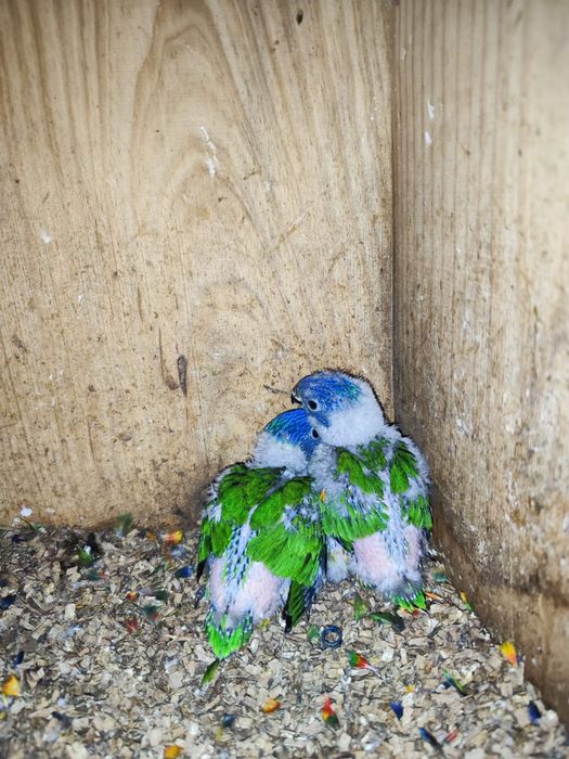 Loris para criar há mao