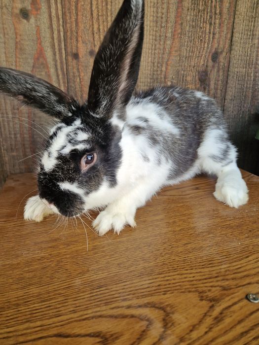 Sprzedam młodego samca srokacza