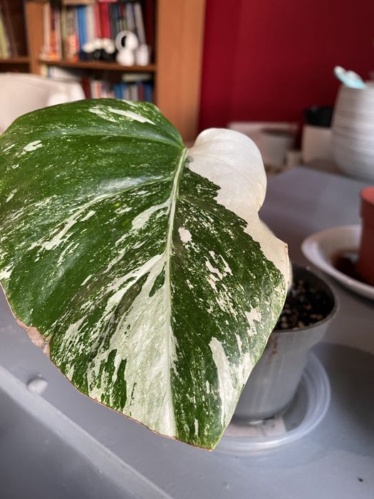 Monstera Albo Variegata - Cuttings