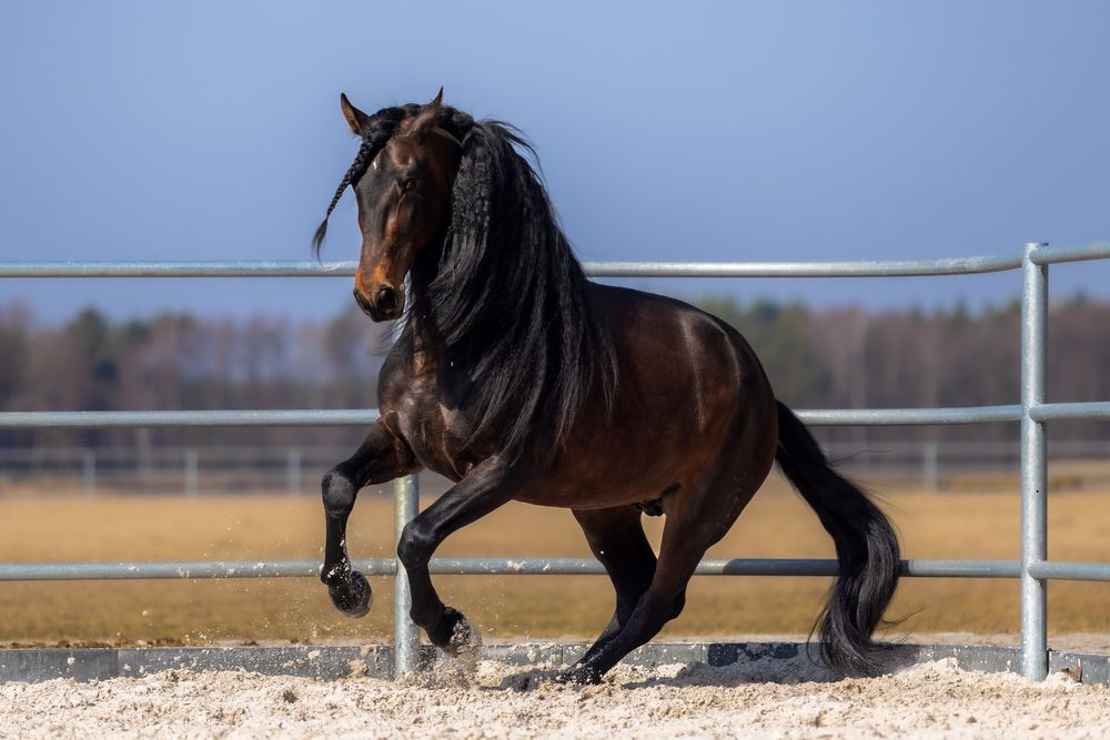 Stanówka wyjątkowym ogierem PRE