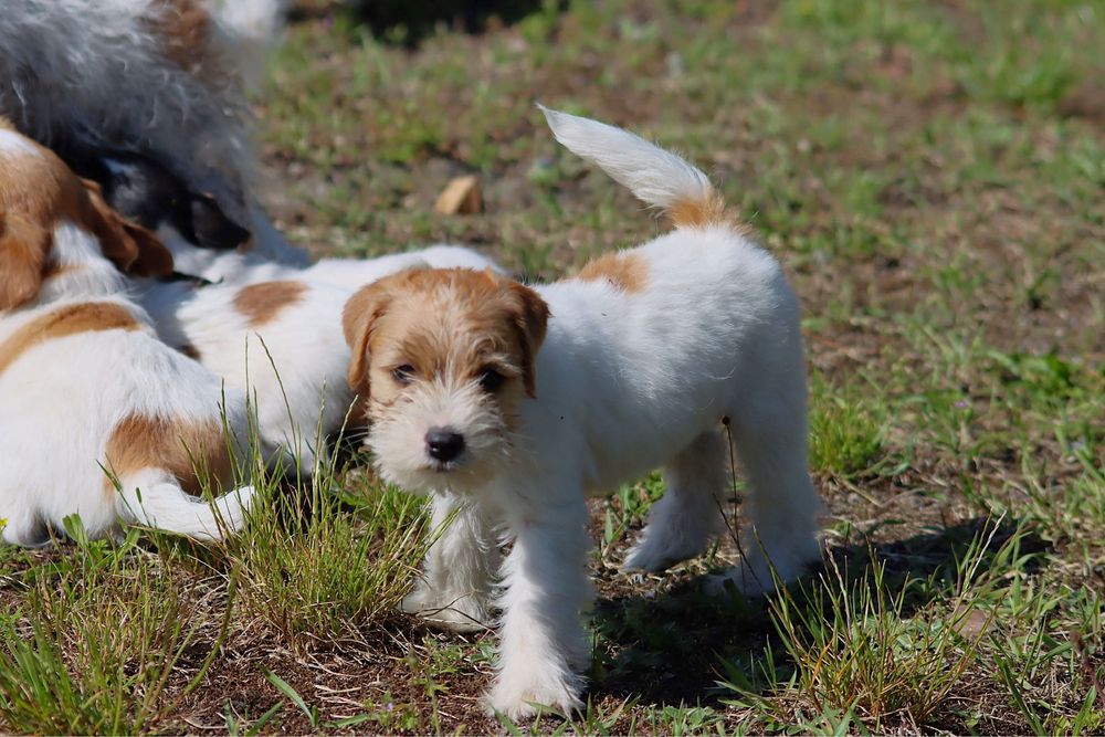 Jack Russell Terrier